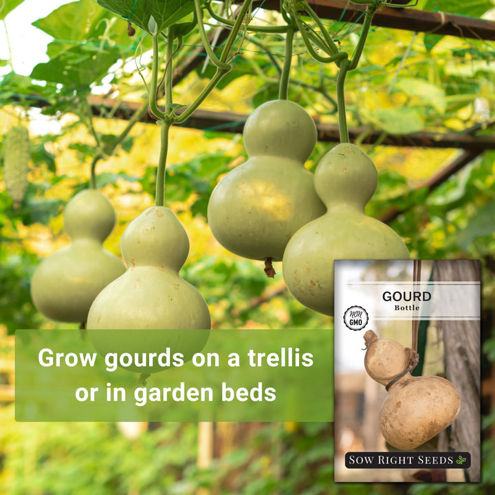 planting bottle gourd seeds Bottle Gourd Seeds