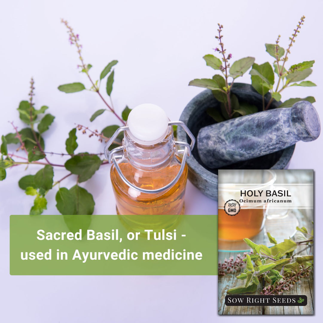 holy basil seeds for planting Sow Right Seeds - Holy Basil Tulsi Seed for Planting - Culinary Herb to Plant in Your Garden - Indoors or Outdoors