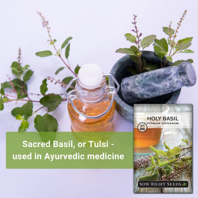 a bottle of medicine next to a mortar and pestle sacred basil, or tulsi - used in Ayurvedic medicine 