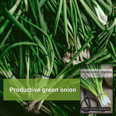 bunches of green onions with text productive green onion