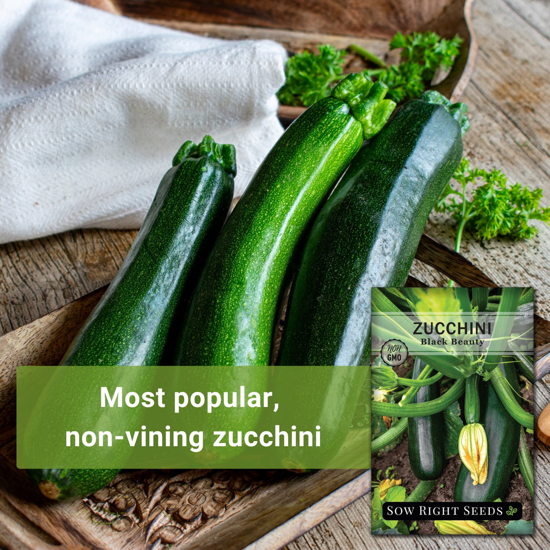Black Beauty Zucchini Seeds for Planting | Popular Summer Squash