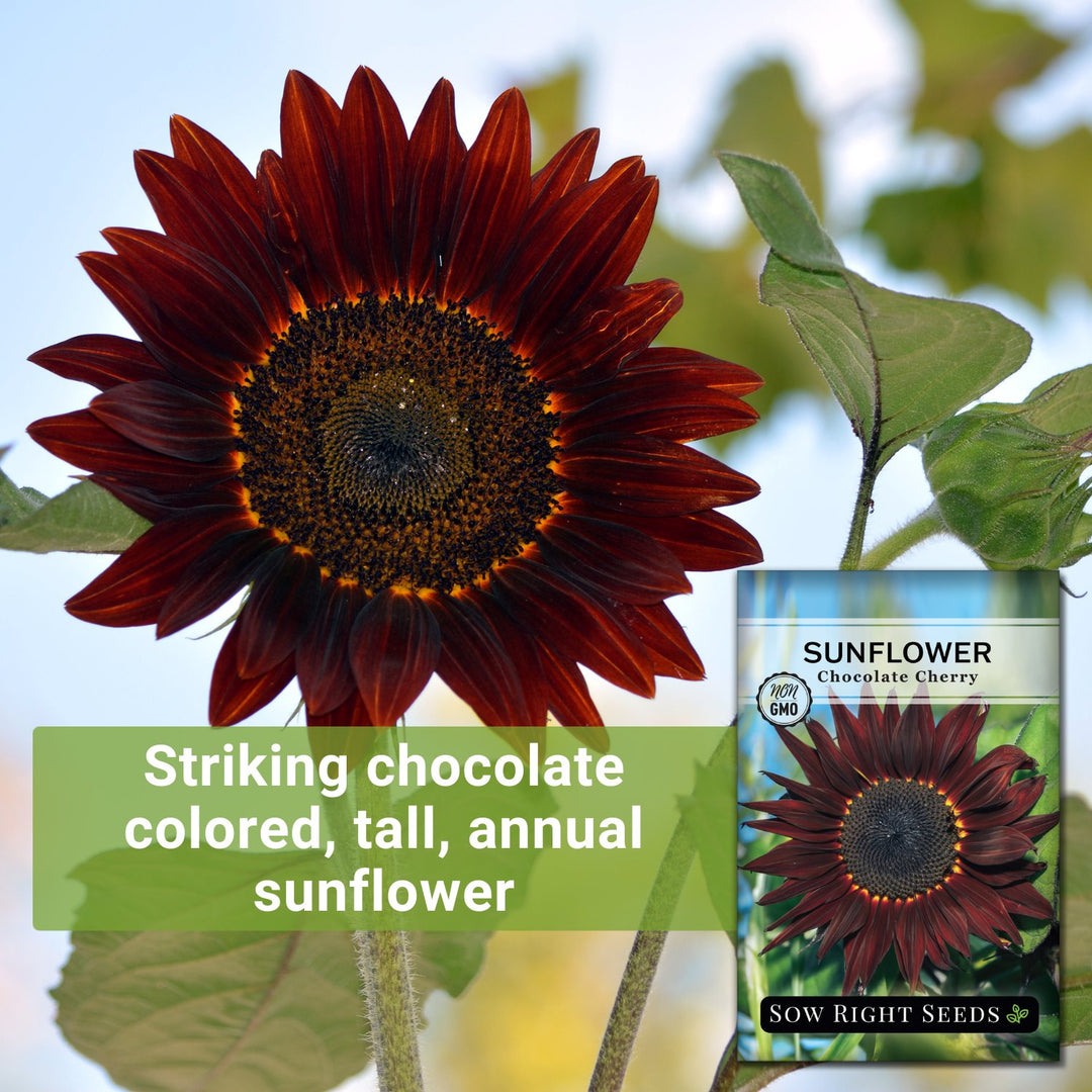 Sow Right Seeds - Chocolate Cherry Sunflower Seeds for Planting