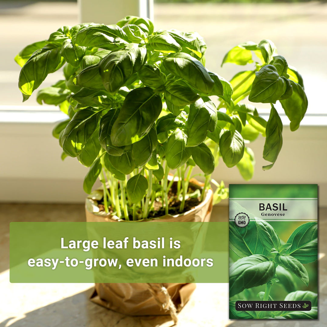 planting genovese basil seeds Genovese Basil Seeds