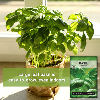 basil growing indoors large leaf basil is easy to grow even indoors