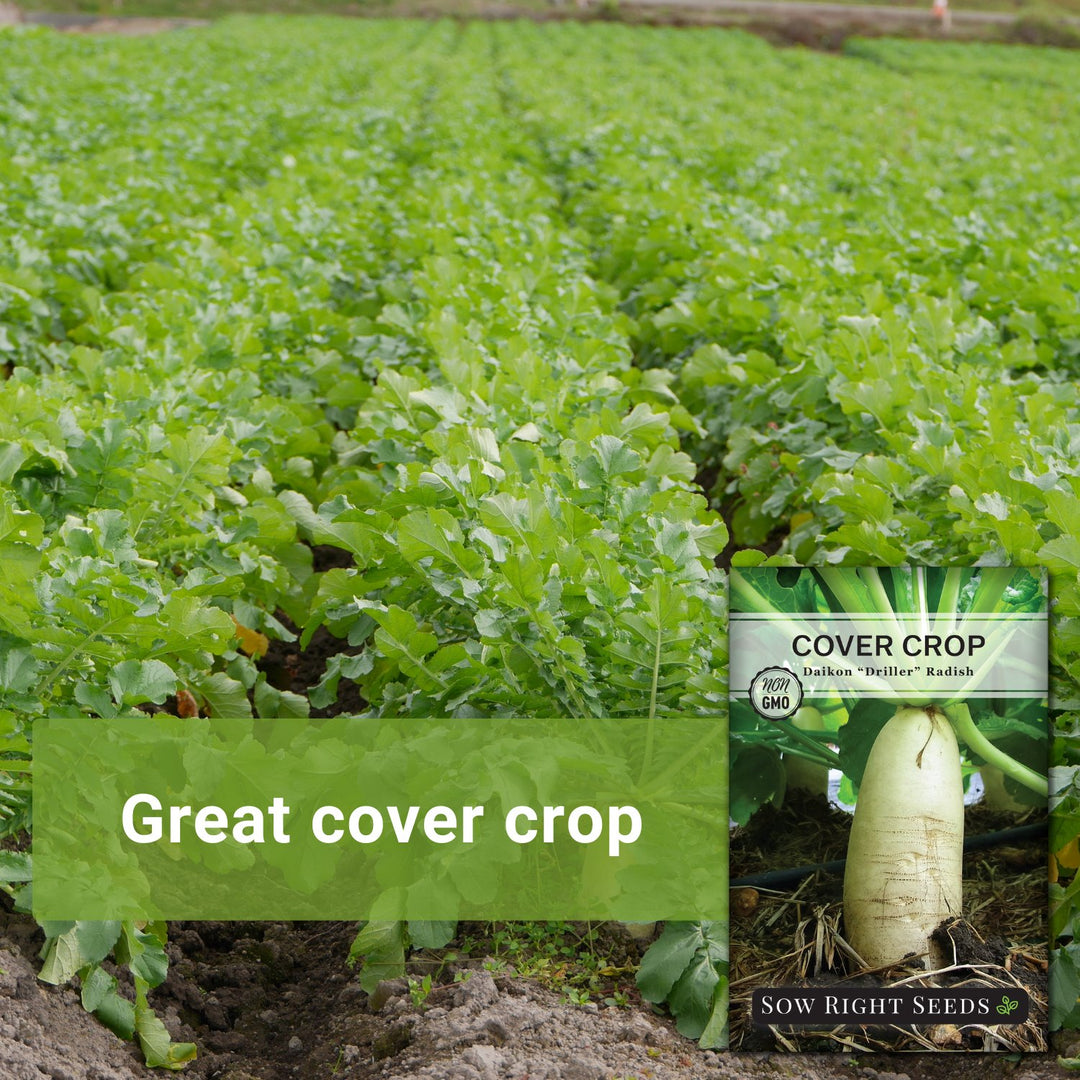 Daikon Driller Radish Cover Crops Seeds for Planting in Home
