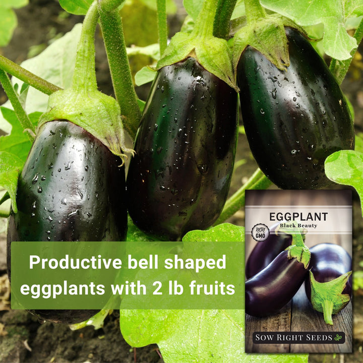 Black Beauty Eggplant Seeds for Planting | Large, Glossy Fruits