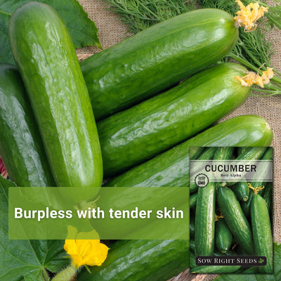 bright green fresh cucumbers with text burpless with tender skin