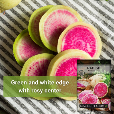 watermelon radish cut circles green and white edge with a rosy center