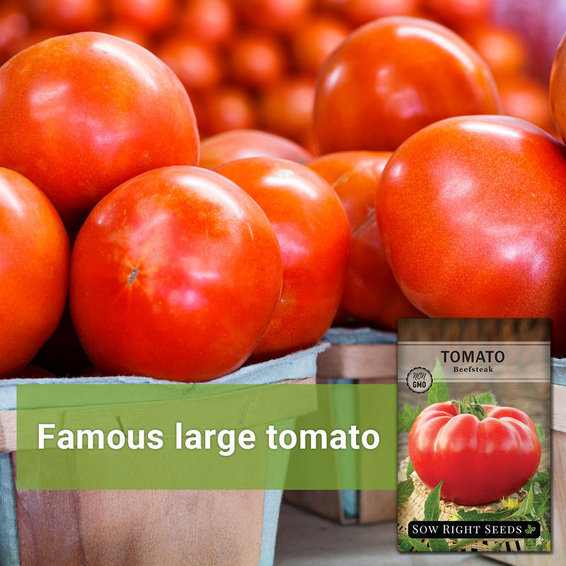 large red tomatoes in containers famous large tomato