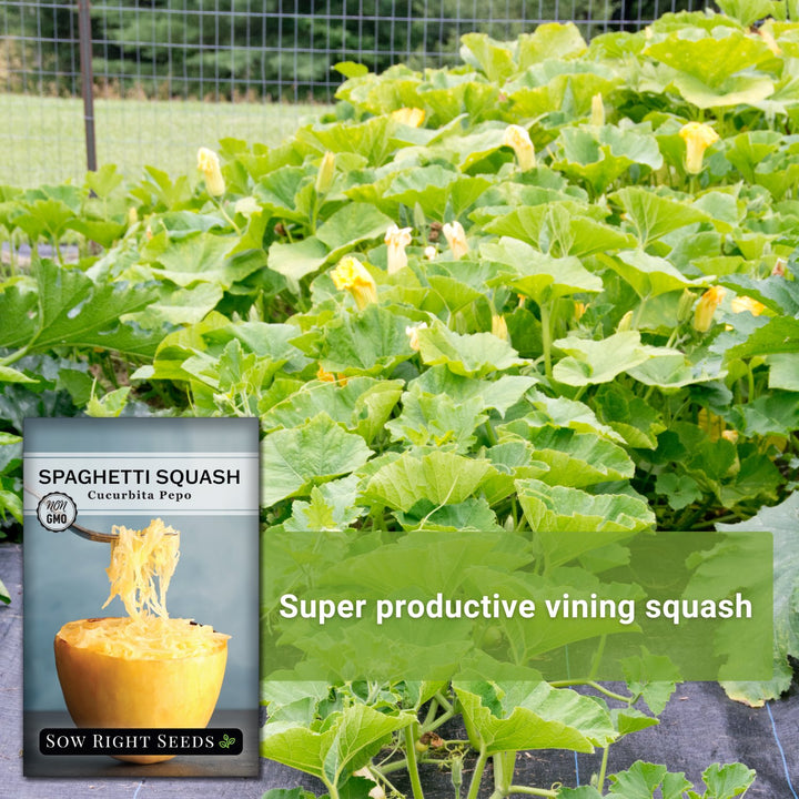 Spaghetti Squash Seeds for Planting | Tasty Pasta Alternative
