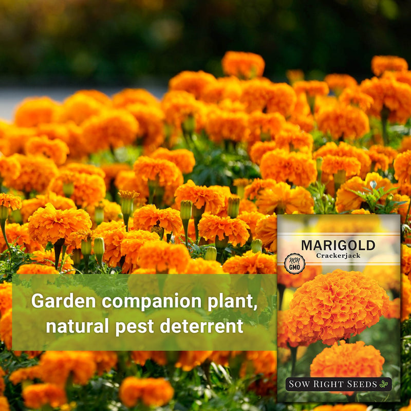 a field of crackerjack marigold growing garden companion plant, natural pest deterrent