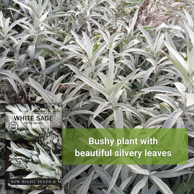 white sage is a bushy plant with beautiful silvery leaves