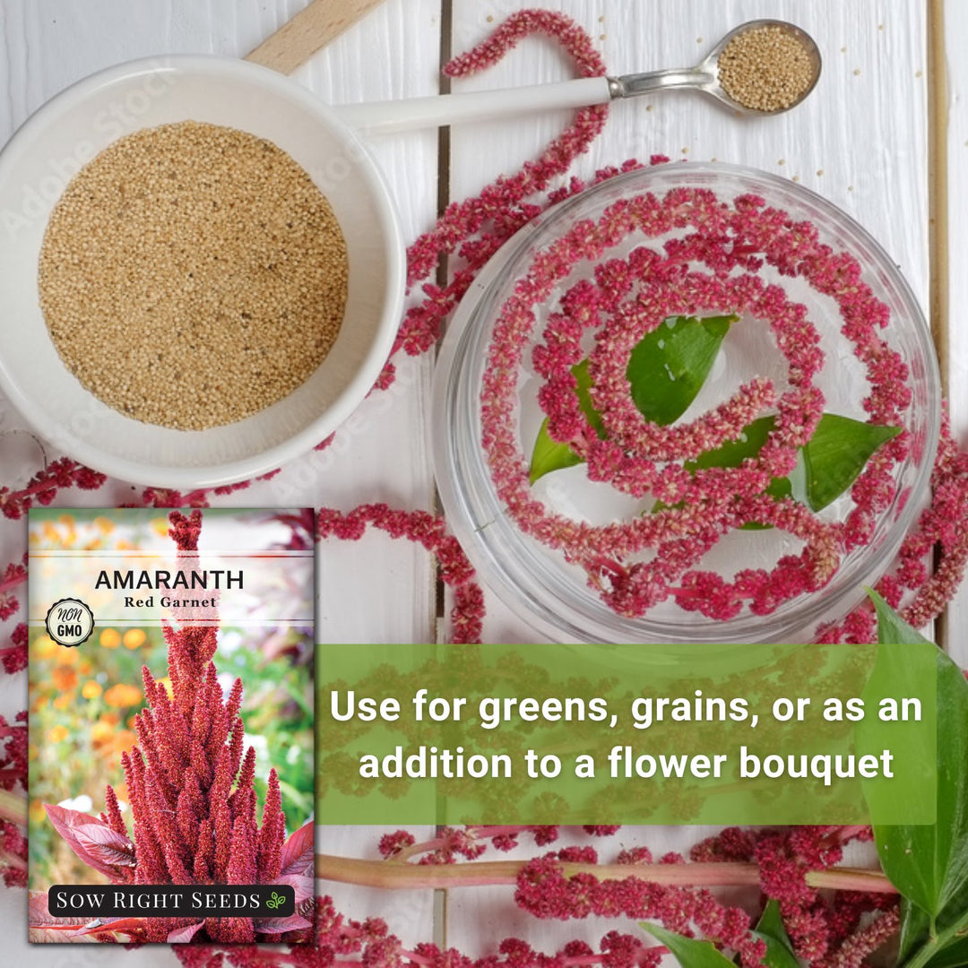 red amaranth seeds for planting Red Garnet Amaranth for Planting