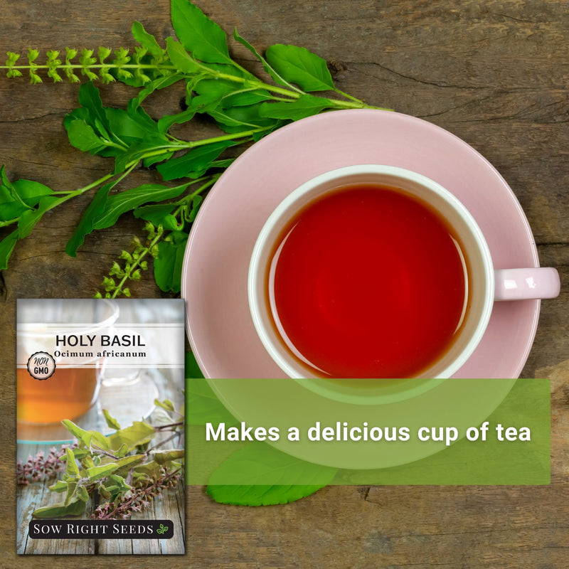 a cup of holy basil tea with basil leaves makes a delicious cup of tea