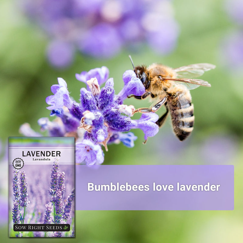 Lavender blooms with bumblebee on flower with text bumblebees love lavender