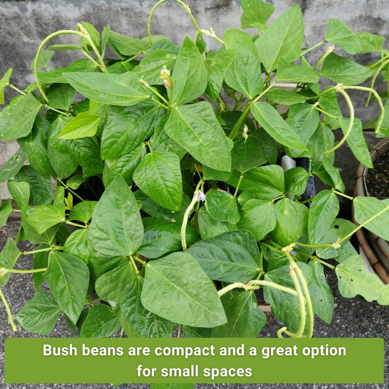 Tri Color Bush Bean Collection