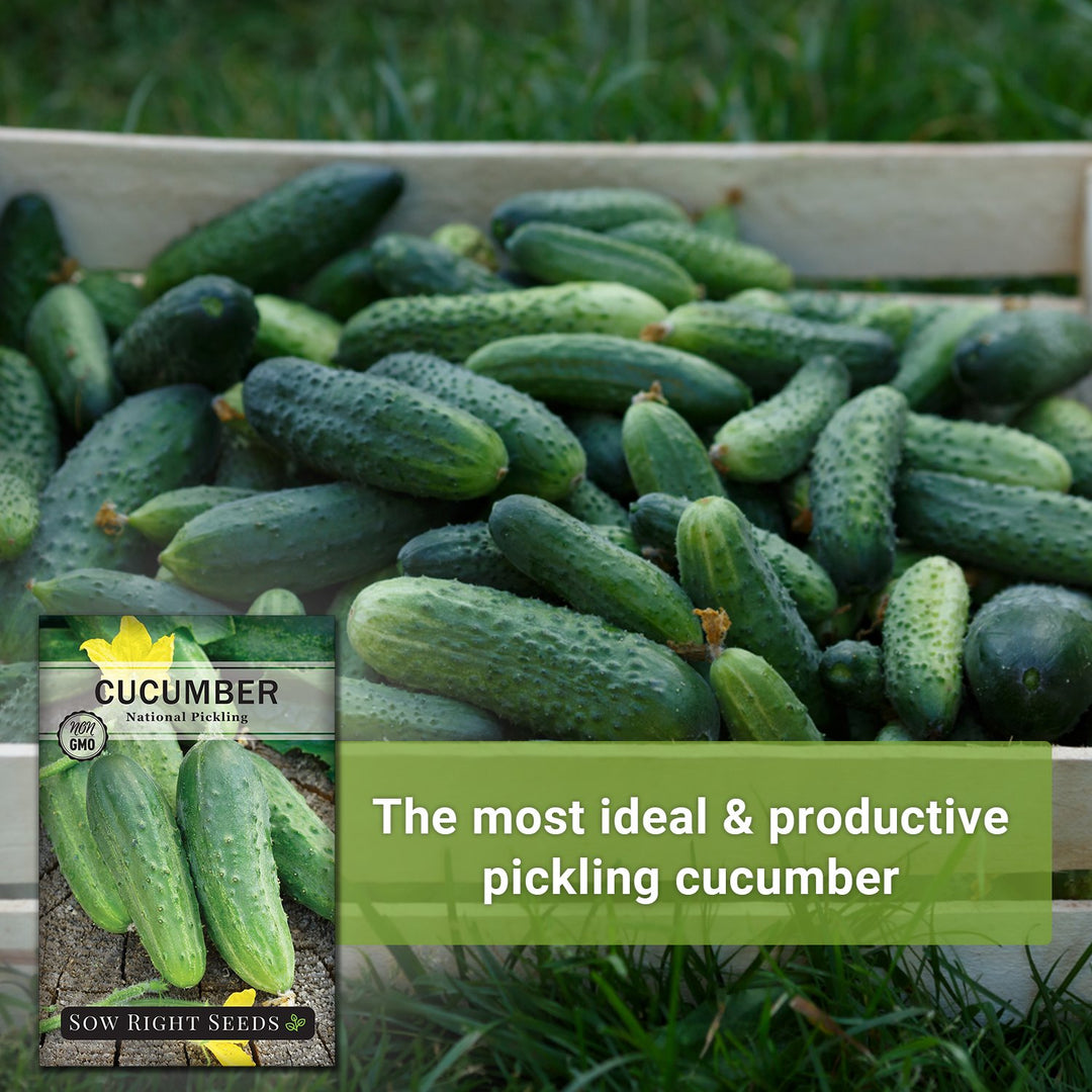 planting pickling cucumber seeds National Pickling Cucumber Seeds for Planting