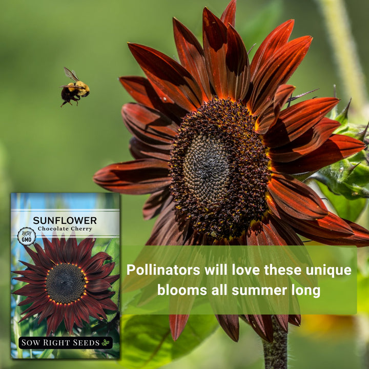 cherry rose sunflower seeds Chocolate Cherry Sunflower Seeds for Planting