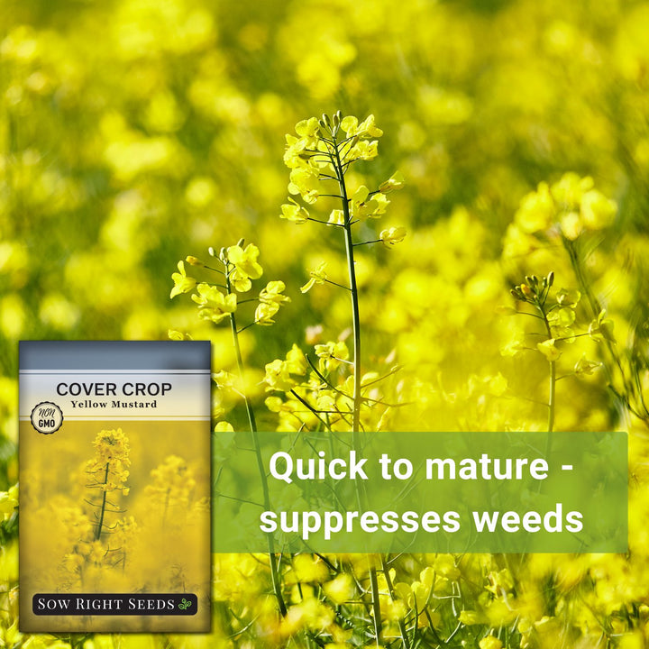 Yellow Mustard Cover Crop Seeds for Planting in your Home Garden – Sow  Right Seeds