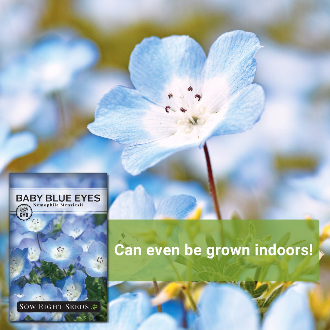 Baby Blue Eyes Seeds to Plant | Drought Tolerant WIldflower – Sow