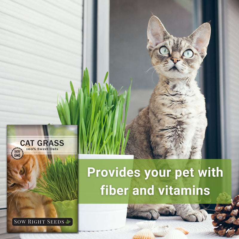 cat plant seeds Cat Grass Seeds to Plant