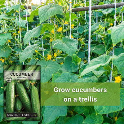 cucumbers growing on the vine with text grow cucumbers on a trellis