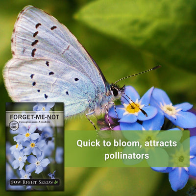 butterfly sitting on forget-me-not flower quick to bloom, attracts pollinators