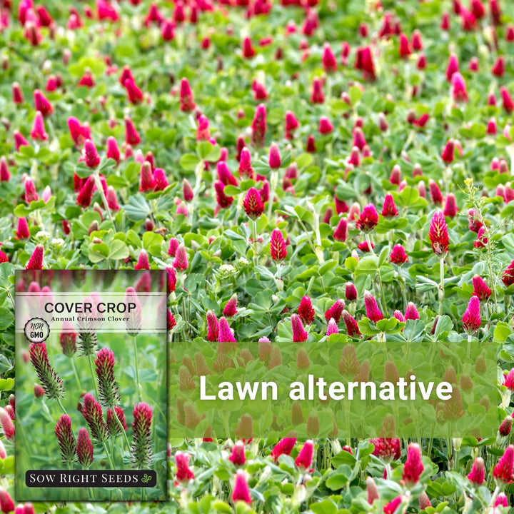 clover plant seeds Crimson Clover Cover Crops Seeds for Planting in your Home Garden – Sow Right Seeds