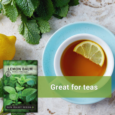 lemon balm tea great for teas