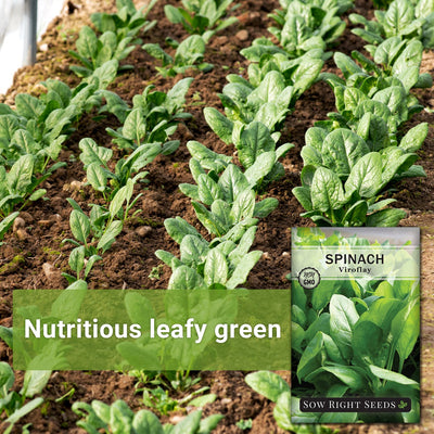 spinach growing in soil nutritious leafy green