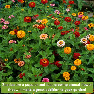 Classic Zinnia Collection