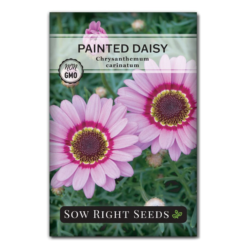 pink and red daisy flower seed packet 