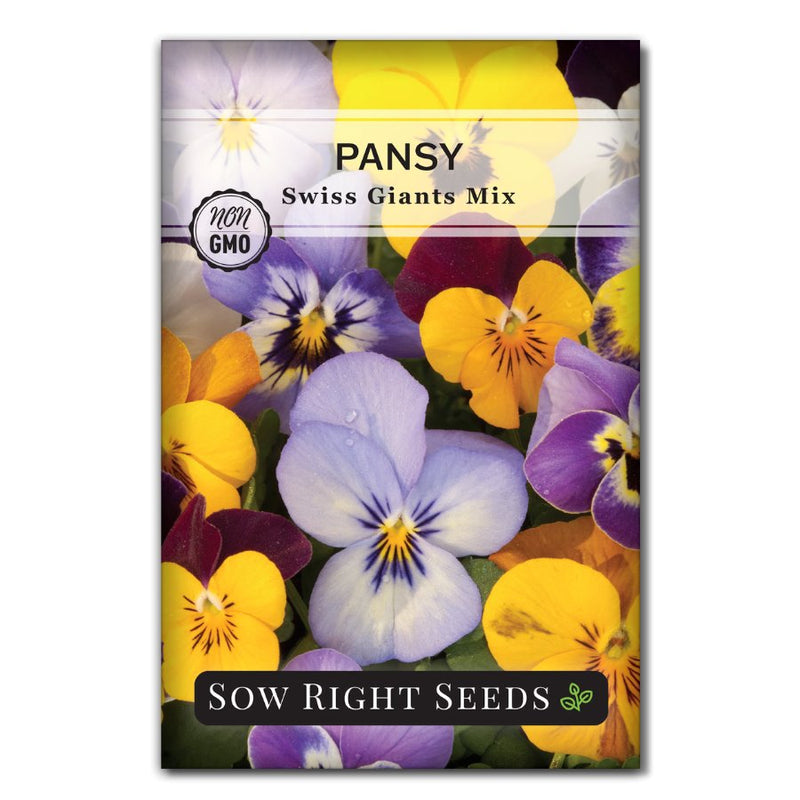pansy flower seeds for sale Swiss Giants Mix Pansy
