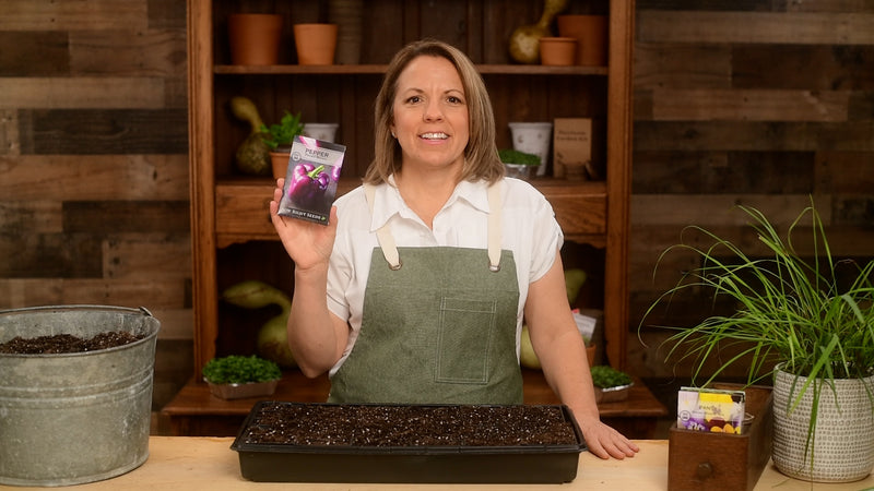 purple beauty peppers product video why you should grow pepper seeds sow right seeds video media