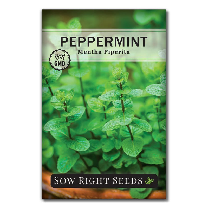 green tea plant seeds for sale Peppermint Seeds for Planting