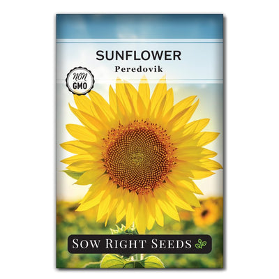 russian black oil sunflower seeds for sale