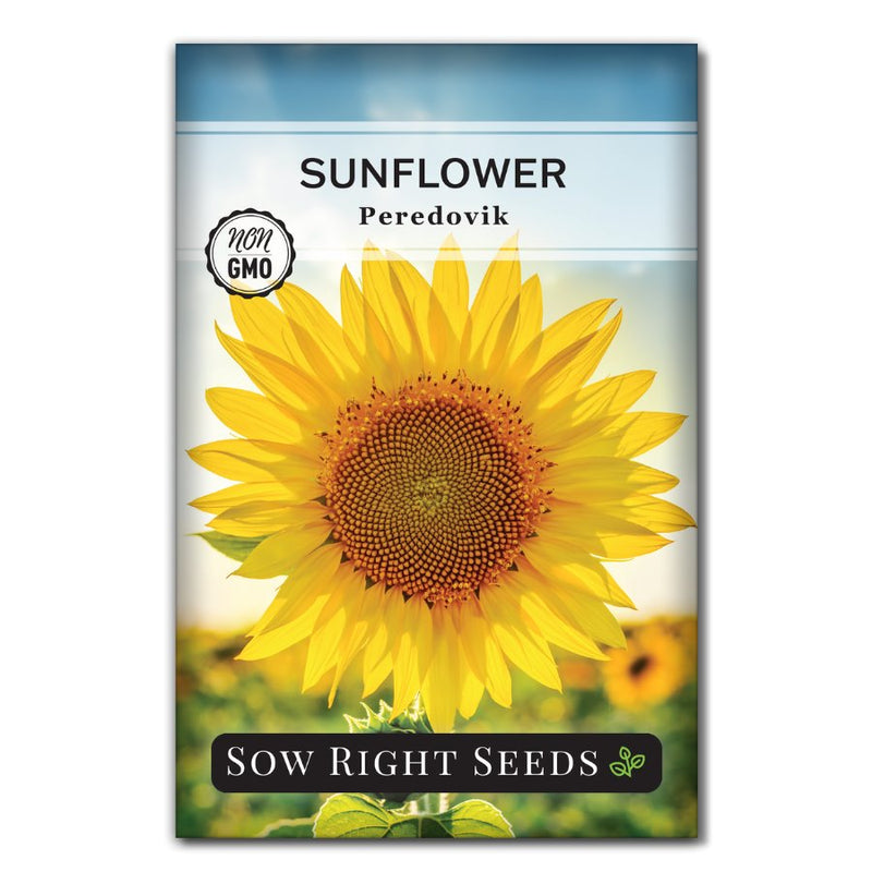 flower peredovik sunflower seeds