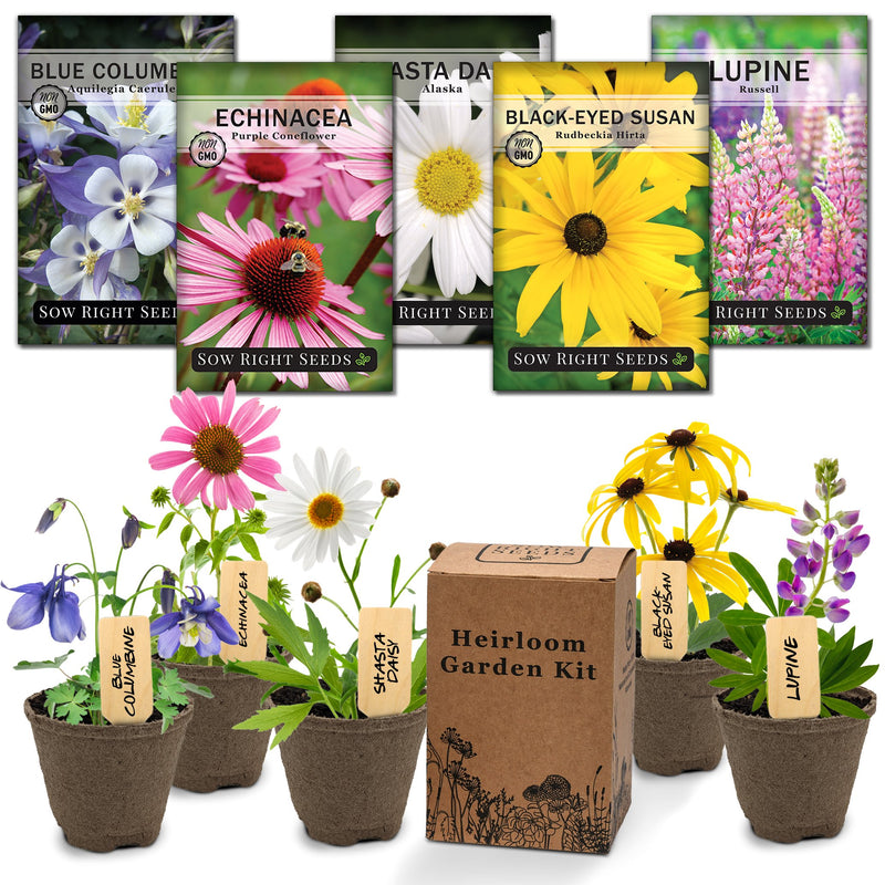 perennial flower starter kit with healthy young coneflower black eyed susan lupine columbine and shasta daisy flowers and heirloom garden kit box