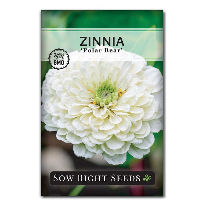 white zinnia flower seeds for sale