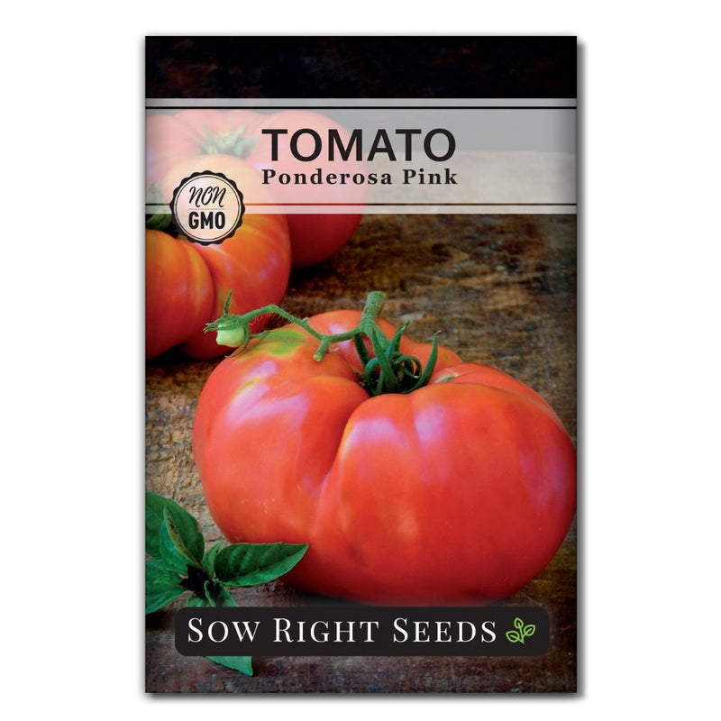 large meaty smooth vegetable ponderosa pink tomato seeds for sale