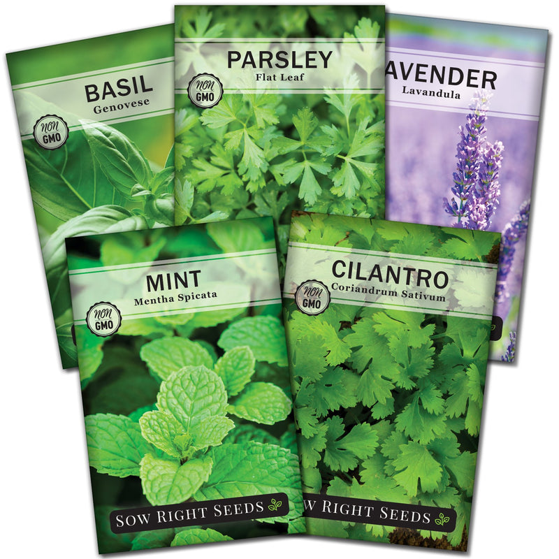 popular herb seed packet collection with 5 varieties of seed for sale