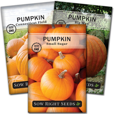 pumpkin seed packet collection with 3 varieties of seeds for sale