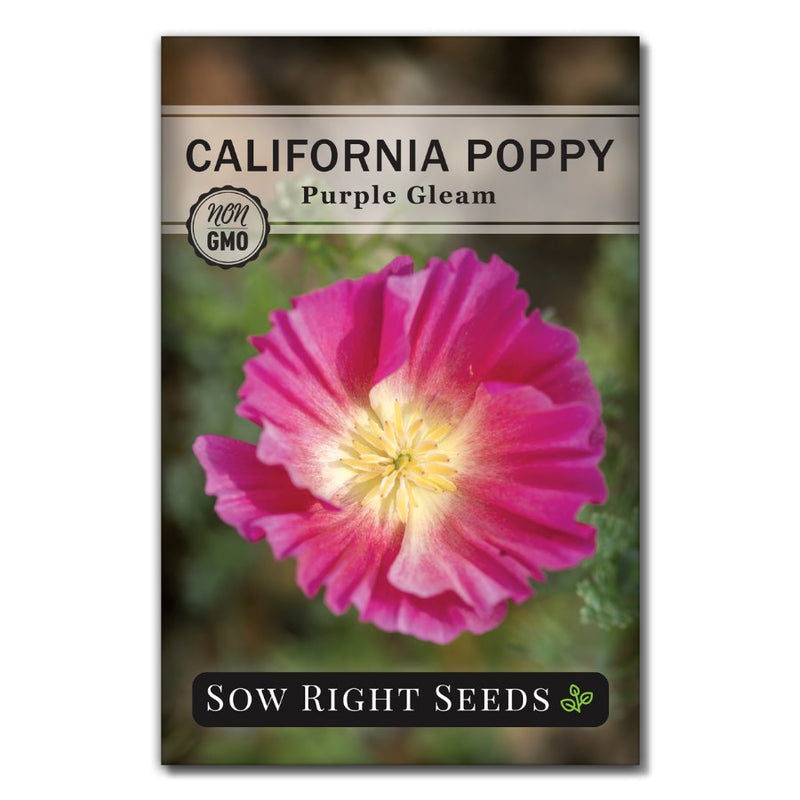 pink flower california poppy seeds