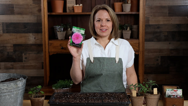 purple prince zinnia product video why you should grow zinnia seeds sow right seeds video media