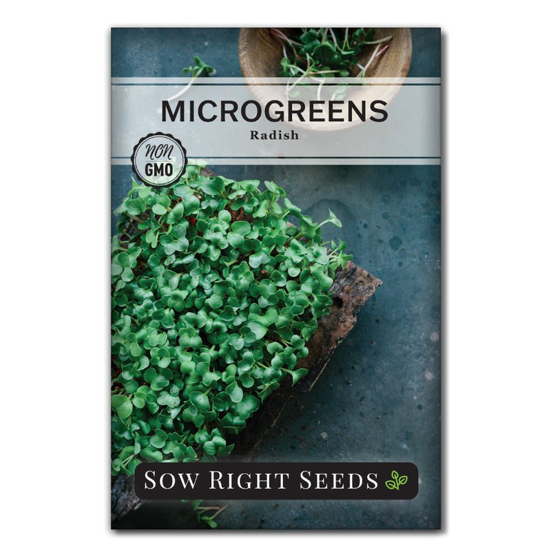 spicy red radish microgreen seeds for sale