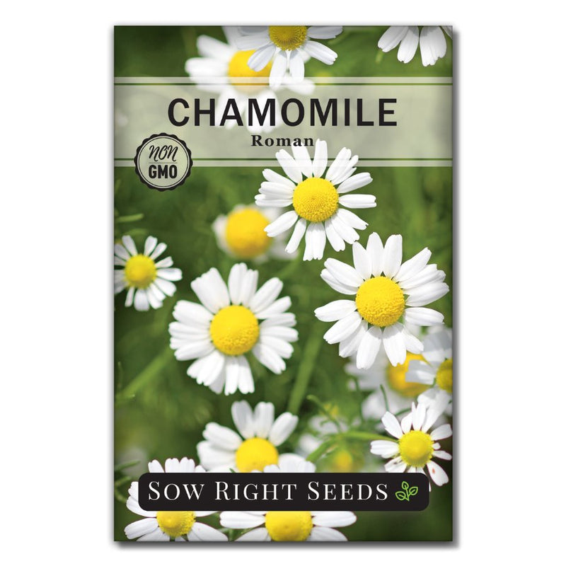 small white flowered medicinal Roman Chamomile seeds for sale