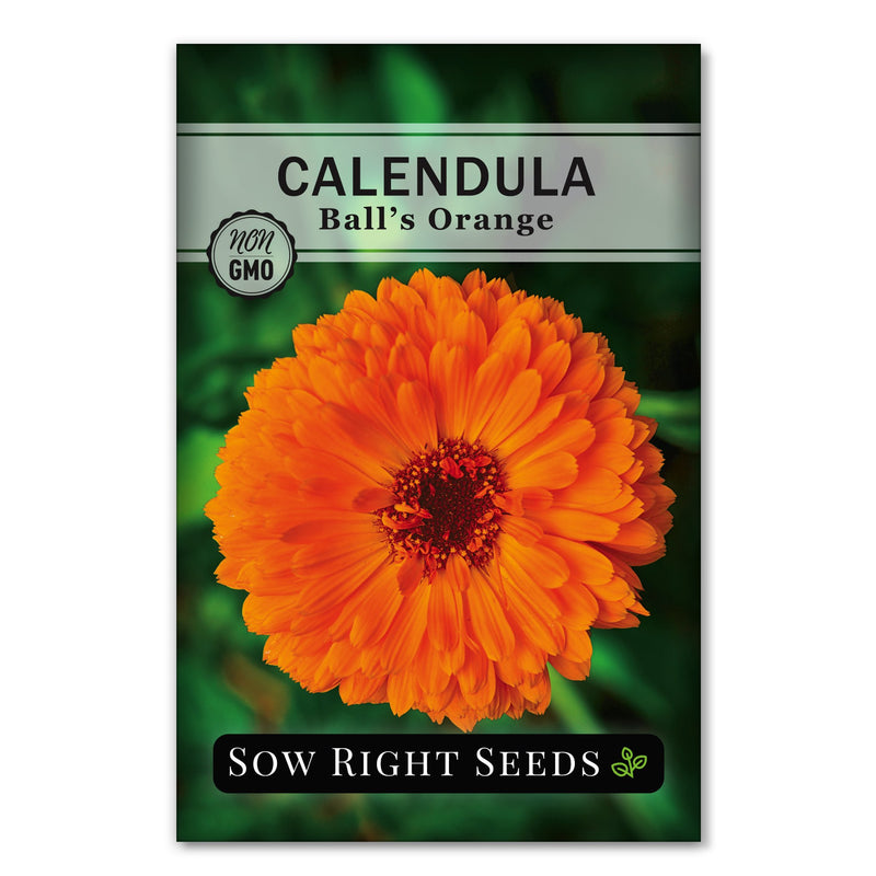 bright orange colored calendula seeds for sale