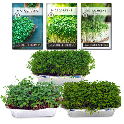 Spicy microgreens starter kit arugula cress and radish growing in trays complete kit
