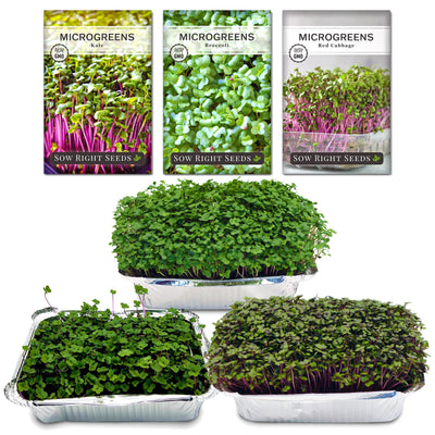 Superfood microgreens starter kit cabbage kale and broccoli microgreens growing in trays