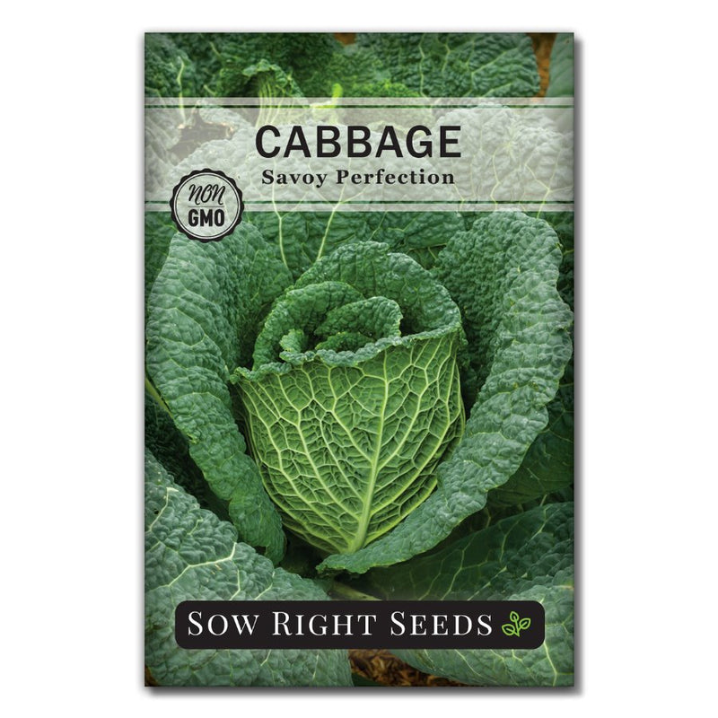 crinkly leaves vegetable savoy perfection cabbage seeds for sale
